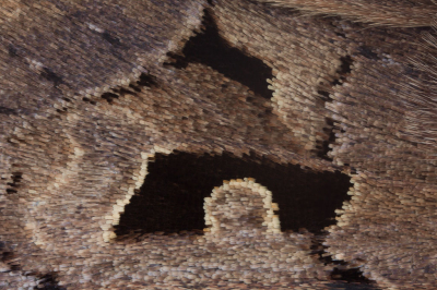 <i class='fa fa-user'></i>&nbsp;Adri Gr Nuelend&nbsp;|  Nunvlinder&nbsp; <i class='fa fa-eye'>&nbsp;108</i> &nbsp;<i class='fa fa-thumbs-up'>&nbsp;3</i> &nbsp; <i class='fa fa-comment-o'>&nbsp;18</i>