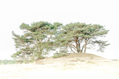 <i class='fa fa-user'></i>&nbsp;ErnovanDoorn&nbsp;|  Grove Den&nbsp; <i class='fa fa-eye'>&nbsp;82</i> &nbsp;<i class='fa fa-thumbs-up'>&nbsp;2</i> &nbsp; <i class='fa fa-comment-o'>&nbsp;9</i>