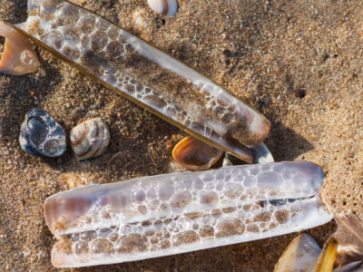 <i class='fa fa-user'></i>&nbsp;susan meijnders&nbsp;|  Zwaardschede sp.&nbsp; <i class='fa fa-eye'>&nbsp;75</i> &nbsp; <i class='fa fa-comment-o'>&nbsp;9</i>