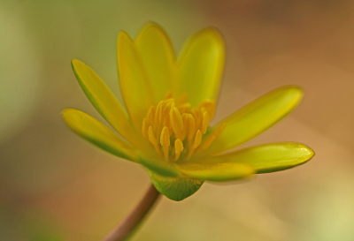 <i class='fa fa-user'></i>&nbsp;Cor&nbsp;|  Gewoon Speenkruid&nbsp; <i class='fa fa-eye'>&nbsp;96</i> &nbsp;<i class='fa fa-thumbs-up'>&nbsp;10</i> &nbsp; <i class='fa fa-comment-o'>&nbsp;17</i>