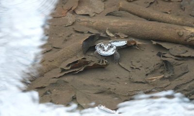 <i class='fa fa-user'></i>&nbsp;nelappelmelk&nbsp;|  Bruine Kikker&nbsp; <i class='fa fa-eye'>&nbsp;155</i> &nbsp; <i class='fa fa-comment-o'>&nbsp;10</i>