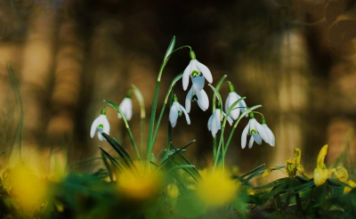 <i class='fa fa-user'></i>&nbsp;hesterb&nbsp;|  Gewoon Sneeuwklokje&nbsp; <i class='fa fa-eye'>&nbsp;74</i> &nbsp;<i class='fa fa-thumbs-up'>&nbsp;1</i> &nbsp; <i class='fa fa-comment-o'>&nbsp;15</i>