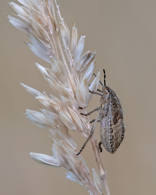 <i class='fa fa-user'></i>&nbsp;Johan van Gurp&nbsp;|  Bessenschildwants&nbsp; <i class='fa fa-eye'>&nbsp;66</i> &nbsp;<i class='fa fa-thumbs-up'>&nbsp;2</i> &nbsp; <i class='fa fa-comment-o'>&nbsp;8</i>