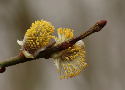 <i class='fa fa-user'></i>&nbsp;Tineke Strijbosch&nbsp;|  Wilg sp.&nbsp; <i class='fa fa-eye'>&nbsp;49</i> &nbsp; <i class='fa fa-comment-o'>&nbsp;3</i>