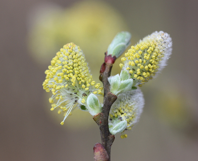 <i class='fa fa-user'></i>&nbsp;Paul Vandebroek&nbsp;|  Boswilg&nbsp; <i class='fa fa-eye'>&nbsp;64</i> &nbsp;<i class='fa fa-thumbs-up'>&nbsp;2</i> &nbsp; <i class='fa fa-comment-o'>&nbsp;9</i>