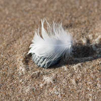 <i class='fa fa-user'></i>&nbsp;susan meijnders&nbsp;|  Veertje&nbsp; <i class='fa fa-eye'>&nbsp;56</i> &nbsp; <i class='fa fa-comment-o'>&nbsp;4</i>