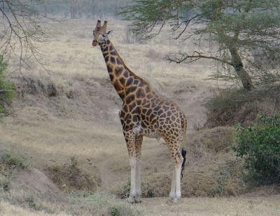 <i class='fa fa-user'></i>&nbsp;marchebbelinck&nbsp;|  Rothschildgiraf&nbsp; <i class='fa fa-eye'>&nbsp;82</i> &nbsp;<i class='fa fa-thumbs-up'>&nbsp;2</i> &nbsp; <i class='fa fa-comment-o'>&nbsp;3</i>