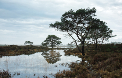 <i class='fa fa-user'></i> Pieter  LJ | Kalmthoutse Heide  <i class='fa fa-eye'> 94</i>  <i class='fa fa-thumbs-up'> 4</i>   <i class='fa fa-comment-o'> 6</i>