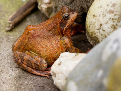 <i class='fa fa-user'></i>&nbsp;susan meijnders&nbsp;|  Bruine Kikker&nbsp; <i class='fa fa-eye'>&nbsp;94</i> &nbsp; <i class='fa fa-comment-o'>&nbsp;8</i>