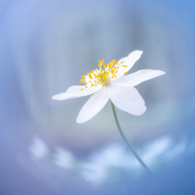 <i class='fa fa-user'></i>&nbsp;Loes Belovics&nbsp;|  Bosanemoon&nbsp; <i class='fa fa-eye'>&nbsp;126</i> &nbsp;<i class='fa fa-thumbs-up'>&nbsp;10</i> &nbsp; <i class='fa fa-comment-o'>&nbsp;14</i>