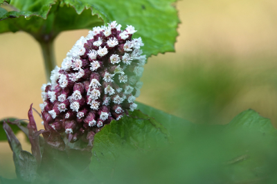 <i class='fa fa-user'></i>&nbsp;nelappelmelk&nbsp;|  Groot Hoefblad&nbsp; <i class='fa fa-eye'>&nbsp;79</i> &nbsp; <i class='fa fa-comment-o'>&nbsp;2</i>