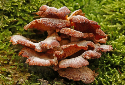 <i class='fa fa-user'></i>&nbsp;Cor&nbsp;|  Scherpe Schelpzwam&nbsp; <i class='fa fa-eye'>&nbsp;66</i> &nbsp;<i class='fa fa-thumbs-up'>&nbsp;1</i> &nbsp; <i class='fa fa-comment-o'>&nbsp;7</i>