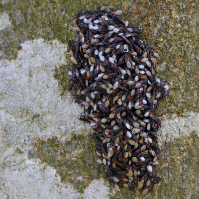 <i class='fa fa-user'></i>&nbsp;Ad Sprang&nbsp;|  Lindenspitskop&nbsp; <i class='fa fa-eye'>&nbsp;126</i> &nbsp;<i class='fa fa-thumbs-up'>&nbsp;2</i> &nbsp; <i class='fa fa-comment-o'>&nbsp;7</i>