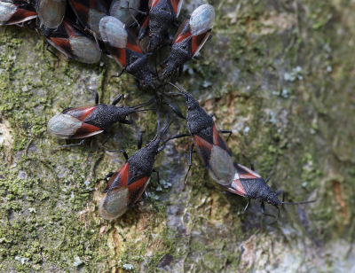 <i class='fa fa-user'></i>&nbsp;Ad Sprang&nbsp;|  Lindenspitskop&nbsp; <i class='fa fa-eye'>&nbsp;98</i> &nbsp; <i class='fa fa-comment-o'>&nbsp;5</i>