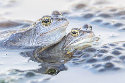 <i class='fa fa-user'></i>&nbsp;Tom&nbsp;|  Heikikker&nbsp; <i class='fa fa-eye'>&nbsp;152</i> &nbsp;<i class='fa fa-thumbs-up'>&nbsp;10</i> &nbsp; <i class='fa fa-comment-o'>&nbsp;13</i>