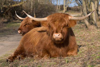 <i class='fa fa-user'></i>&nbsp;Willem Verhagen&nbsp;|  Schotse Hooglander&nbsp; <i class='fa fa-eye'>&nbsp;95</i> &nbsp; <i class='fa fa-comment-o'>&nbsp;5</i>