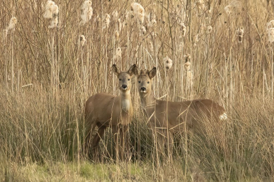<i class='fa fa-user'></i>&nbsp;Gerard Roest&nbsp;|  Ree&nbsp; <i class='fa fa-eye'>&nbsp;115</i> &nbsp;<i class='fa fa-thumbs-up'>&nbsp;4</i> &nbsp; <i class='fa fa-comment-o'>&nbsp;11</i>