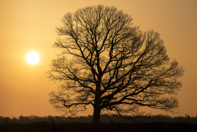 <i class='fa fa-user'></i>&nbsp;ErnovanDoorn&nbsp;|  Zomereik&nbsp; <i class='fa fa-eye'>&nbsp;88</i> &nbsp;<i class='fa fa-thumbs-up'>&nbsp;7</i> &nbsp; <i class='fa fa-comment-o'>&nbsp;10</i>