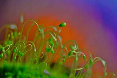 <i class='fa fa-user'></i>&nbsp;Bert Veerman&nbsp;|  Gewoon Krulmos&nbsp; <i class='fa fa-eye'>&nbsp;66</i> &nbsp; <i class='fa fa-comment-o'>&nbsp;5</i>