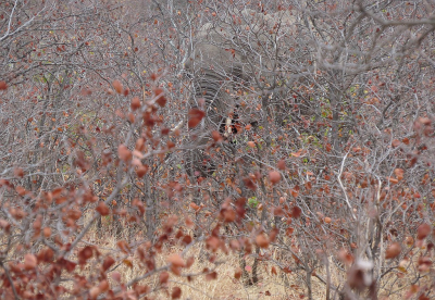 <i class='fa fa-user'></i>&nbsp;sieb&nbsp;|  Afrikaanse Olifant&nbsp; <i class='fa fa-eye'>&nbsp;113</i> &nbsp;<i class='fa fa-thumbs-up'>&nbsp;1</i> &nbsp; <i class='fa fa-comment-o'>&nbsp;7</i>