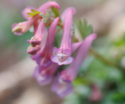 <i class='fa fa-user'></i>&nbsp;erikvanark&nbsp;|  Vingerhelmbloem&nbsp; <i class='fa fa-eye'>&nbsp;73</i> &nbsp; <i class='fa fa-comment-o'>&nbsp;5</i>