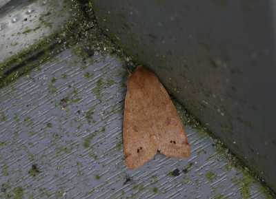 <i class='fa fa-user'></i>&nbsp;Ad Sprang&nbsp;|  Dubbelstipvoorjaarsuil&nbsp; <i class='fa fa-eye'>&nbsp;70</i> &nbsp;<i class='fa fa-thumbs-up'>&nbsp;2</i> &nbsp; <i class='fa fa-comment-o'>&nbsp;5</i>