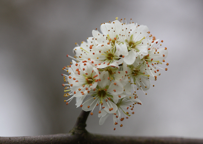 <i class='fa fa-user'></i>&nbsp;Paul Vandebroek&nbsp;|  Sleedoorn&nbsp; <i class='fa fa-eye'>&nbsp;92</i> &nbsp;<i class='fa fa-thumbs-up'>&nbsp;4</i> &nbsp; <i class='fa fa-comment-o'>&nbsp;8</i>