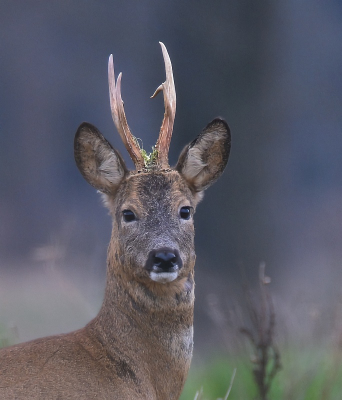 <i class='fa fa-user'></i>&nbsp;robert-jan&nbsp;|  Ree&nbsp; <i class='fa fa-eye'>&nbsp;112</i> &nbsp;<i class='fa fa-thumbs-up'>&nbsp;3</i> &nbsp; <i class='fa fa-comment-o'>&nbsp;8</i>