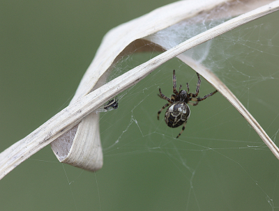 <i class='fa fa-user'></i>&nbsp;Paul Vandebroek&nbsp;|  Vale Wielwebspin&nbsp; <i class='fa fa-eye'>&nbsp;71</i> &nbsp;<i class='fa fa-thumbs-up'>&nbsp;4</i> &nbsp; <i class='fa fa-comment-o'>&nbsp;9</i>