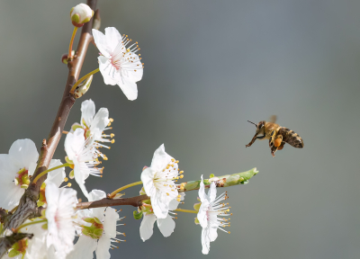 Afgelopen zaterdag wat door het Limburgse Heuvelland gestruind. 

De Sleedoorn is nu volop in bloei en daar maken o.a. de Honingbijen volop gebruik van.

Ze verzamelen het stuifmeel met de haren aan hun achterpoten, zogenaamde korfjes. De Honingbij poetst met haar andere pootjes het stuifmeel naar de korfjes. Door dit met een beetje nectar te mengen, blijft het stuifmeel hier als een klein klontje aankleven.

Sony A7IV + 100-400, uit de hand. ISO flink omhoog omdat ik ze graag in de vlucht wilde pakken met hoge sluitertijd.