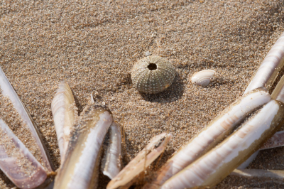 <i class='fa fa-user'></i>&nbsp;susan meijnders&nbsp;|  Gewone Zeeappel&nbsp; <i class='fa fa-eye'>&nbsp;92</i> &nbsp; <i class='fa fa-comment-o'>&nbsp;7</i>