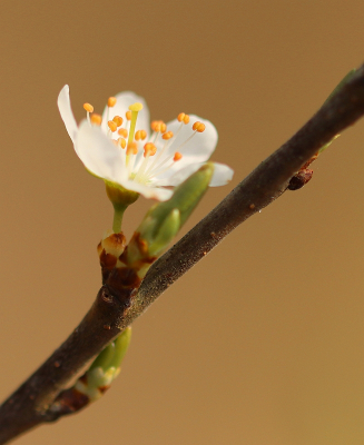 <i class='fa fa-user'></i>&nbsp;Tineke Strijbosch&nbsp;|  Sleedoorn&nbsp; <i class='fa fa-eye'>&nbsp;59</i> &nbsp; <i class='fa fa-comment-o'>&nbsp;6</i>