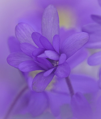 <i class='fa fa-user'></i>&nbsp;Nel R&nbsp;|  Blauwe Anemoon&nbsp; <i class='fa fa-eye'>&nbsp;90</i> &nbsp;<i class='fa fa-thumbs-up'>&nbsp;7</i> &nbsp; <i class='fa fa-comment-o'>&nbsp;7</i>