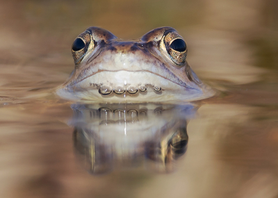 <i class='fa fa-user'></i>&nbsp;Tom&nbsp;|  Heikikker&nbsp; <i class='fa fa-eye'>&nbsp;118</i> &nbsp;<i class='fa fa-thumbs-up'>&nbsp;13</i> &nbsp; <i class='fa fa-comment-o'>&nbsp;9</i>