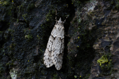 <i class='fa fa-user'></i>&nbsp;Martin Verbeeten&nbsp;|  Voorjaarskortvleugelmot&nbsp; <i class='fa fa-eye'>&nbsp;51</i> &nbsp; <i class='fa fa-comment-o'>&nbsp;3</i>