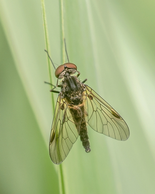 <i class='fa fa-user'></i>&nbsp;Johan van Gurp&nbsp;|  Gewoon Goudlokje&nbsp; <i class='fa fa-eye'>&nbsp;72</i> &nbsp;<i class='fa fa-thumbs-up'>&nbsp;7</i> &nbsp; <i class='fa fa-comment-o'>&nbsp;7</i>