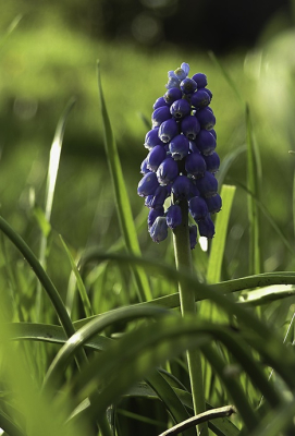 <i class='fa fa-user'></i>&nbsp;Jovanzo&nbsp;|  Langbladige Druifhyacint&nbsp; <i class='fa fa-eye'>&nbsp;76</i> &nbsp; <i class='fa fa-comment-o'>&nbsp;6</i>