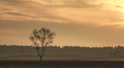 <i class='fa fa-user'></i>&nbsp;ErnovanDoorn&nbsp;|  Ruwe Berk&nbsp; <i class='fa fa-eye'>&nbsp;79</i> &nbsp; <i class='fa fa-comment-o'>&nbsp;5</i>