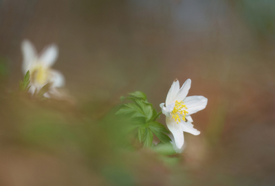 <i class='fa fa-user'></i>&nbsp;Jurgen Maassen&nbsp;|  Bosanemoon&nbsp; <i class='fa fa-eye'>&nbsp;104</i> &nbsp;<i class='fa fa-thumbs-up'>&nbsp;2</i> &nbsp; <i class='fa fa-comment-o'>&nbsp;8</i>