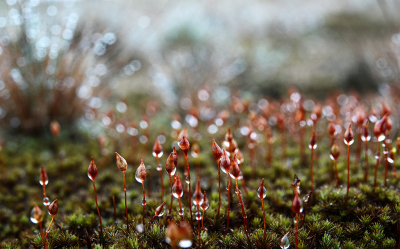 <i class='fa fa-user'></i>&nbsp;nelappelmelk&nbsp;|  Ruig Haarmos&nbsp; <i class='fa fa-eye'>&nbsp;102</i> &nbsp;<i class='fa fa-thumbs-up'>&nbsp;4</i> &nbsp; <i class='fa fa-comment-o'>&nbsp;10</i>