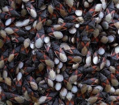 <i class='fa fa-user'></i>&nbsp;Ad Sprang&nbsp;|  Lindenspitskop&nbsp; <i class='fa fa-eye'>&nbsp;131</i> &nbsp;<i class='fa fa-thumbs-up'>&nbsp;15</i> &nbsp; <i class='fa fa-comment-o'>&nbsp;16</i>