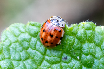 <i class='fa fa-user'></i>&nbsp;Martin Verbeeten&nbsp;|  Harlekijnlieveheersbeestje&nbsp; <i class='fa fa-eye'>&nbsp;66</i> &nbsp; <i class='fa fa-comment-o'>&nbsp;7</i>