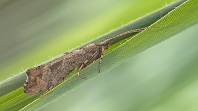 <i class='fa fa-user'></i>&nbsp;Johan van Gurp&nbsp;|  Glyphotaelius pellucidus&nbsp; <i class='fa fa-eye'>&nbsp;56</i> &nbsp;<i class='fa fa-thumbs-up'>&nbsp;2</i> &nbsp; <i class='fa fa-comment-o'>&nbsp;5</i>