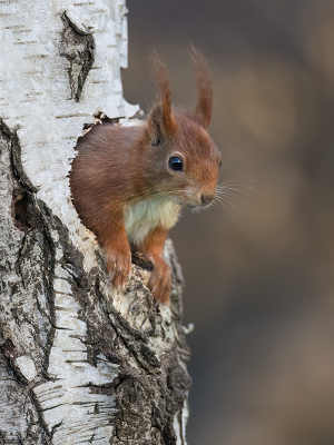 <i class='fa fa-user'></i>&nbsp;Luc Meert&nbsp;|  Eekhoorn&nbsp; <i class='fa fa-eye'>&nbsp;103</i> &nbsp;<i class='fa fa-thumbs-up'>&nbsp;5</i> &nbsp; <i class='fa fa-comment-o'>&nbsp;5</i>