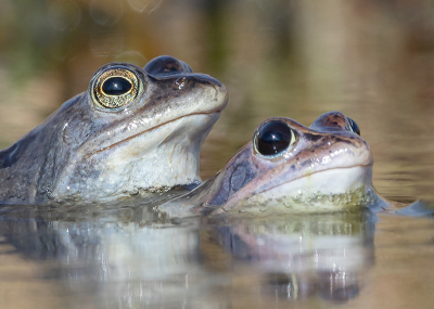 <i class='fa fa-user'></i>&nbsp;Tom&nbsp;|  Heikikker&nbsp; <i class='fa fa-eye'>&nbsp;129</i> &nbsp;<i class='fa fa-thumbs-up'>&nbsp;4</i> &nbsp; <i class='fa fa-comment-o'>&nbsp;11</i>