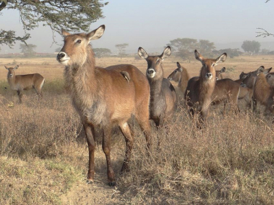 <i class='fa fa-user'></i>&nbsp;marchebbelinck&nbsp;|  Waterbok&nbsp; <i class='fa fa-eye'>&nbsp;102</i> &nbsp;<i class='fa fa-thumbs-up'>&nbsp;1</i> &nbsp; <i class='fa fa-comment-o'>&nbsp;4</i>