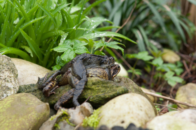 <i class='fa fa-user'></i>&nbsp;susan meijnders&nbsp;|  Bruine Kikker&nbsp; <i class='fa fa-eye'>&nbsp;129</i> &nbsp; <i class='fa fa-comment-o'>&nbsp;6</i>