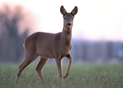 <i class='fa fa-user'></i>&nbsp;robert-jan&nbsp;|  Ree&nbsp; <i class='fa fa-eye'>&nbsp;102</i> &nbsp;<i class='fa fa-thumbs-up'>&nbsp;5</i> &nbsp; <i class='fa fa-comment-o'>&nbsp;8</i>