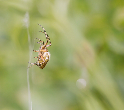 <i class='fa fa-user'></i>&nbsp;rixte&nbsp;|  Eikenbladspin&nbsp; <i class='fa fa-eye'>&nbsp;57</i> &nbsp; <i class='fa fa-comment-o'>&nbsp;3</i>