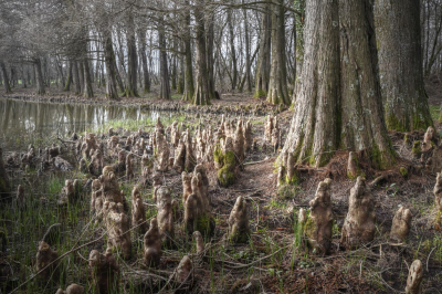 <i class='fa fa-user'></i>&nbsp;liesbeth van vliet&nbsp;|  Moerascipres&nbsp; <i class='fa fa-eye'>&nbsp;122</i> &nbsp;<i class='fa fa-thumbs-up'>&nbsp;2</i> &nbsp; <i class='fa fa-comment-o'>&nbsp;10</i>